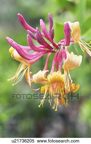 L. periclymenum honeysuckle View Large Photo Image Stock Photography - L. periclymenum honeysuckle. Fotosearch