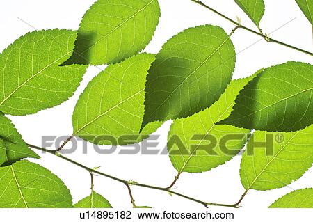 Leaf View Large Photo Image Stock Image - Leaf. Fotosearch
