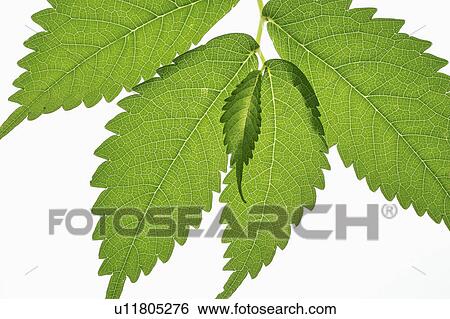 Leaf View Large Photo Image Stock Photograph - Leaf. Fotosearch