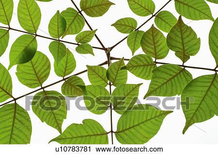 Leaves View Large Photo Image Stock Image - Leaves. Fotosearch