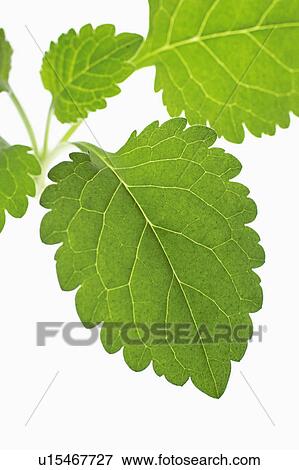 Lemon balm View Large Photo Image Stock Photo - Lemon balm. Fotosearch