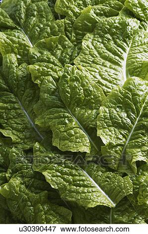 Stock Photo - Lettuce Leaves. Fotosearch
