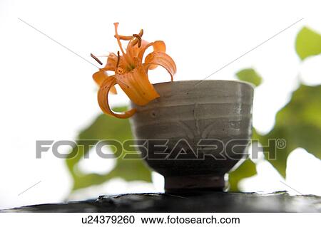 Lilium medeoloides View Large Photo Image Stock Image - Lilium medeoloides. Fotosearch