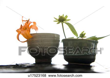 Lilium medeoloides View Large Photo Image Stock Photo - Lilium medeoloides. Fotosearch