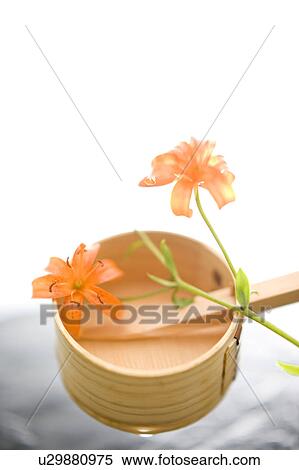 Lilium medeoloides View Large Photo Image Stock Photography - Lilium medeoloides. Fotosearch