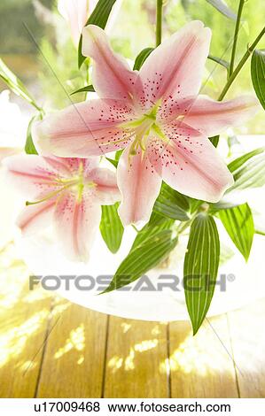 Lily View Large Photo Image Stock Photo - Lily. Fotosearch