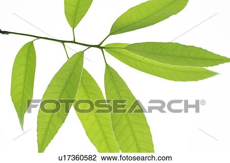Stock Image - Lindera umbellata. Fotosearch