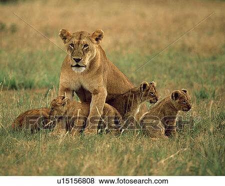 Lioness and her cubs View Large Photo Image Stock Photo - Lioness and her cubs. Fotosearch