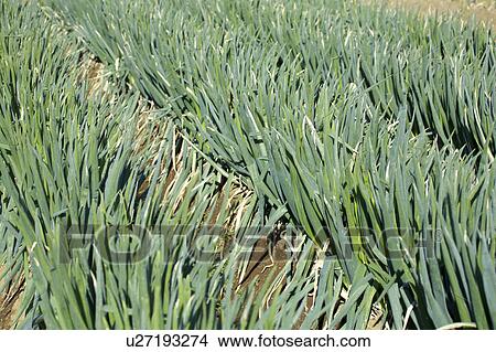 Long green onion View Large Photo Image Picture - Long green onion. Fotosearch