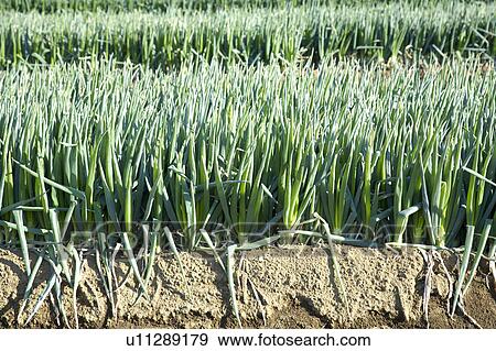 Stock Photo - Long green onion. Fotosearch