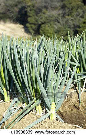 Long green onion View Large Photo Image Stock Photo - Long green onion. Fotosearch