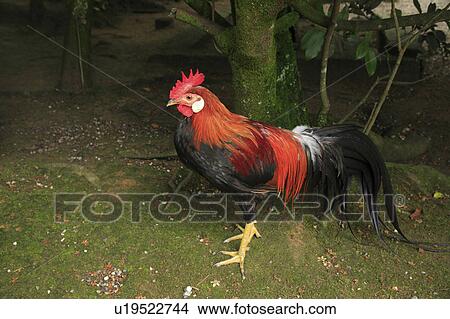 Picture - Long-tailed cock. Fotosearch