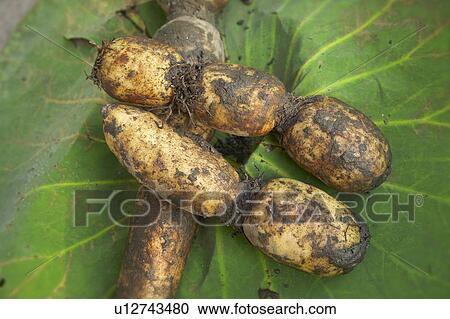 Stock Image - Lotus root. Fotosearch