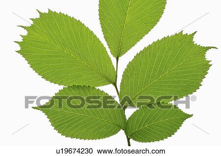 Stock Image - Manchurian Elm. Fotosearch