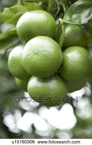 Mandarin orange View Large Photo Image Stock Photograph - Mandarin orange. Fotosearch
