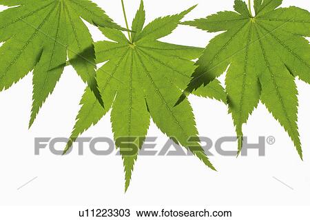 Maple View Large Photo Image Stock Image - Maple. Fotosearch