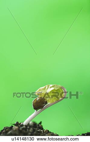 Morning-glory sprout View Large Photo Image Stock Image - Morning-glory sprout. Fotosearch
