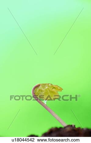 Stock Image - Morning-glory sprout. Fotosearch