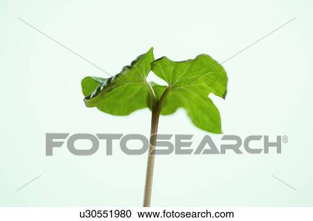 Stock Image - Morning-glory. Fotosearch