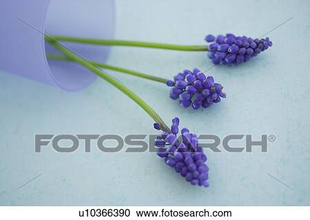 Muscari View Large Photo Image Stock Image - Muscari. Fotosearch
