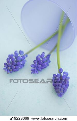 Muscari View Large Photo Image Stock Photo - Muscari. Fotosearch
