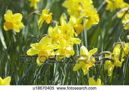 Stock Photography - Narcissus. Fotosearch