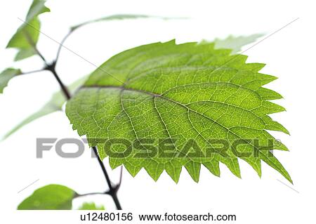 Stock Photograph - Nettle. Fotosearch