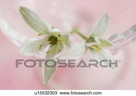 Stock Image - Ornithogalum. Fotosearch