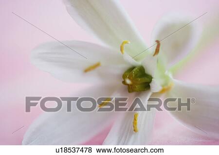 Stock Photo - Ornithogalum. Fotosearch
