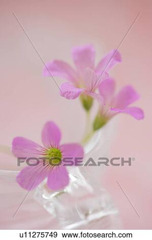 Stock Photo - Oxalis. Fotosearch