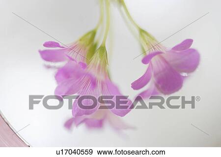 Oxalis View Large Photo Image Stock Photo - Oxalis. Fotosearch