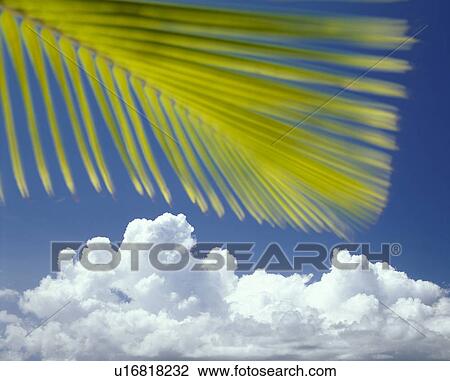Palm branch against a blue sky View Large Photo Image Stock Image - Palm branch against a blue sky. Fotosearch