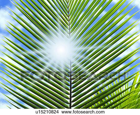 Palm frond View Large Photo Image Picture - Palm frond. Fotosearch