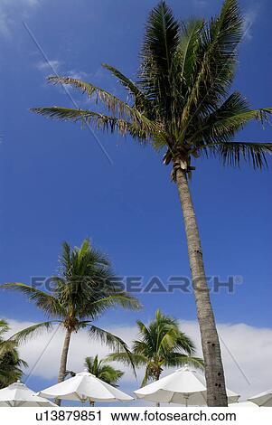 Stock Image - Palm tree. Fotosearch