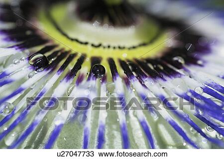 Stock Image - Passion flower. Fotosearch