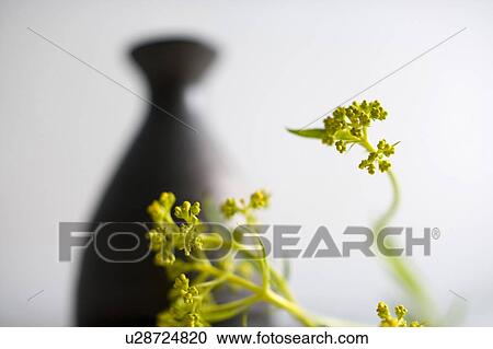 Stock Image - Patrinia scabiosaefolia and Sake bottle. Fotosearch