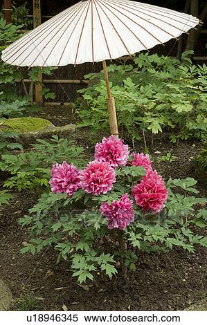 Stock Photography - Peony plant under umbrella. Fotosearch