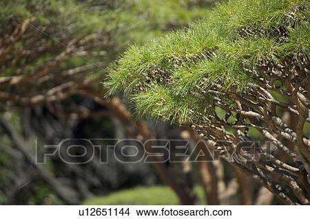 Pine View Large Photo Image Picture - Pine. Fotosearch