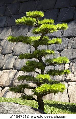 Stock Image - Pine. Fotosearch