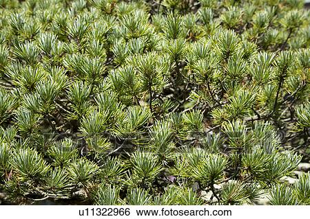 Stock Photograph - Pine. Fotosearch