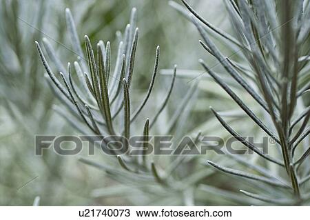 Stock Image - Plant. Fotosearch