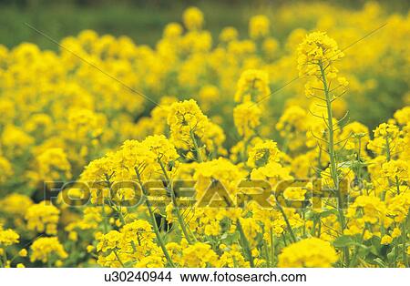 Picture - Rape blossoms. Fotosearch