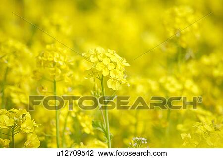 Stock Image - Rape blossoms. Fotosearch