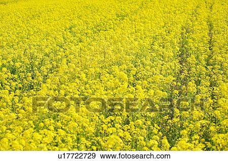 Stock Photo - Rape blossoms. Fotosearch