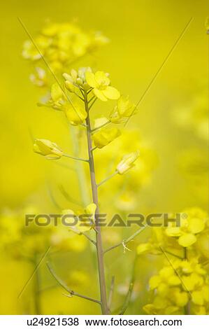 Stock Photo - Rape blossoms. Fotosearch