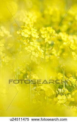 Stock Photography - Rape blossoms. Fotosearch