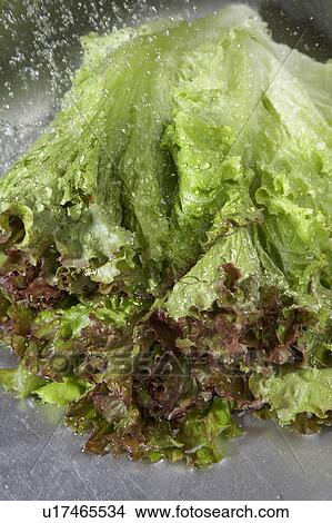 Red leaf lettuce View Large Photo Image Picture - Red leaf lettuce. Fotosearch