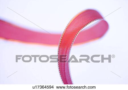 Ribbon View Large Photo Image Picture - Ribbon. Fotosearch