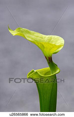 Sarracenia View Large Photo Image Stock Photograph - Sarracenia. Fotosearch