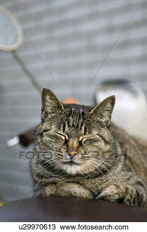 Sleeping cat View Large Photo Image Stock Image - Sleeping cat. Fotosearch